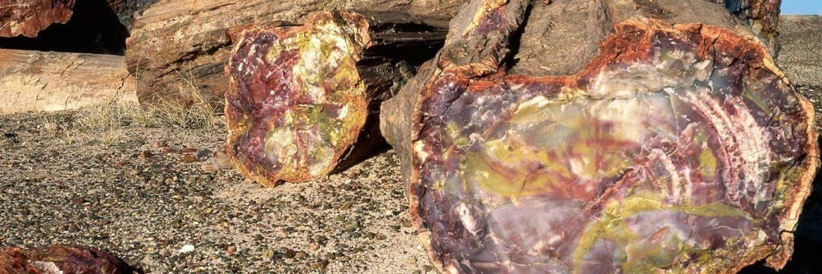 Изделия из окаменелого дерева Изделия из окаменелого дерева