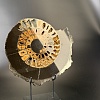 Аммонит Speetoniceras versicolor ПАРА 33х31 см
