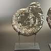 Аммонит Speetoniceras versicolor   25х20 см  