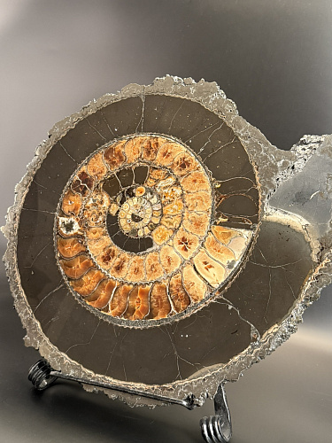 Аммонит Speetoniceras versicolor ГИГАНТ 48х40 см