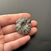 Аммонит Craspedites sp 35x31 мм