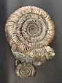 Аммонит Speetoniceras versicolor 43х36 см