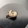 Аммонит Aconeceras trautscholdi 37х31 мм