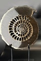 Аммонит Speetoniceras versicolor 34 х 30 см