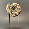 Аммонит Speetoniceras versicolor 17х15 см