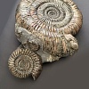 Аммонит Speetoniceras versicolor 43х36 см