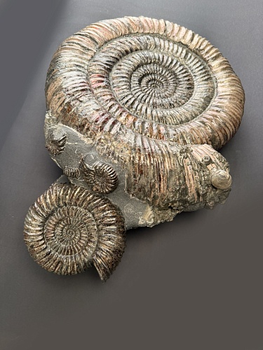 Аммонит Speetoniceras versicolor 43х36 см