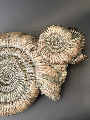 Аммонит Speetoniceras versicolor 43х36 см