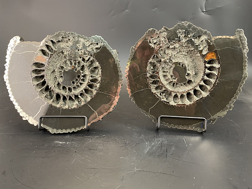 Аммонит пара Speetoniceras versicolor ПАРА 26х23 см