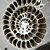 Аммонит Speetoniceras versicolor 34 х 30 см