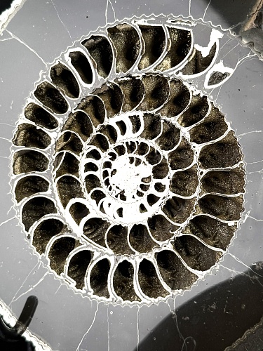 Аммонит Speetoniceras versicolor 34 х 30 см