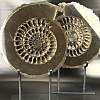 Аммонит Speetoniceras versicolor 34 х 30 см