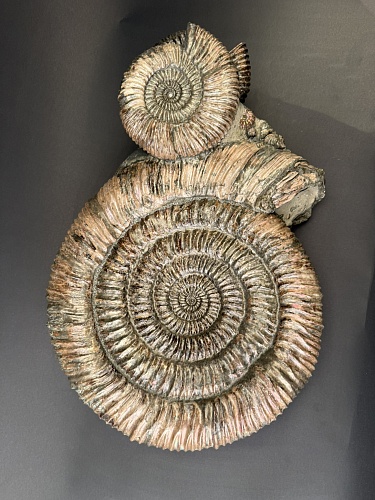Аммонит Speetoniceras versicolor 43х36 см