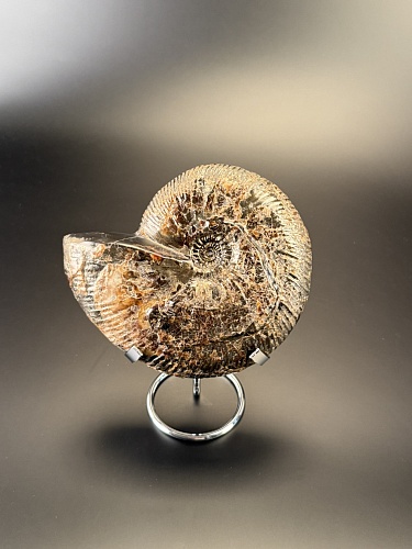 Аммонит Craspedodiskus discofalkatus  150х110 мм