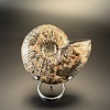 Аммонит Craspedodiskus discofalkatus  150х110 мм