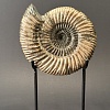 Аммонит Speetoniceras versicolor 17х15 см