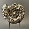 Аммонит Speetoniceras versicolor 25х23 см