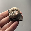 Аммонит Aconeceras trautscholdi 37х31 мм