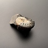 Аммонит Deshayesites volgensis 43х35 мм