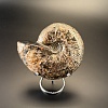 Аммонит Craspedodiskus discofalkatus  150х110 мм