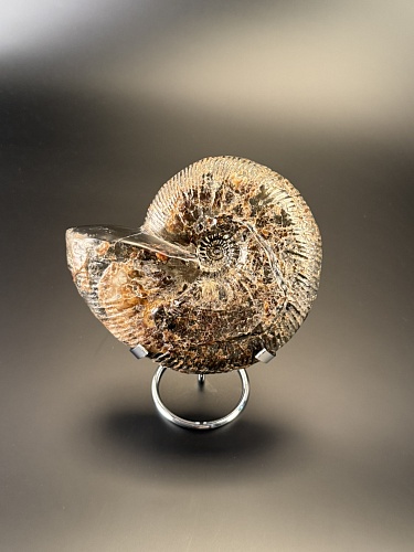 Аммонит Craspedodiskus discofalkatus  150х110 мм