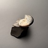 Аммонит Deshayesites volgensis 43х35 мм