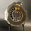 Аммонит Speetoniceras versicolor ПАРА 24х22 см