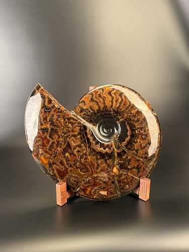 Аммонит Craspedodiskus discofalkatus 420х360 мм
