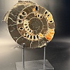 Аммонит Speetoniceras versicolor 31х26 см