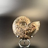 Аммонит Craspedodiskus discofalkatus  150х110 мм