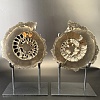 Аммонит Speetoniceras versicolor ПАРА 24х22 см