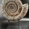 Аммонит Speetoniceras versicolor 32х30 см