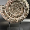 Аммонит Speetoniceras versicolor 32х30 см