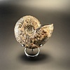 Аммонит Craspedodiskus discofalkatus  150х110 мм