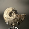 Аммонит Quenstedtoceras 98х80х34 мм