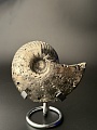 Аммонит Quenstedtoceras 98х80х34 мм