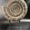 Аммонит Speetoniceras versicolor 32х30 см