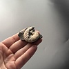 Аммонит Aconeceras trautscholdi 37х31 мм