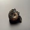 Аммонит Deshayesites volgensis 41х40 мм