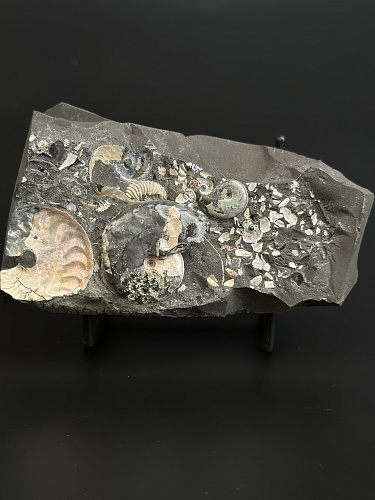 Аммонит Aconeceras tr. и Deshayesites volgensis слоек 115х60 мм