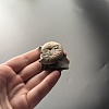 Аммонит Aconeceras trautscholdi 37х31 мм